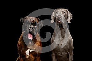 Two Dogs Boxer and Weimaraner on Isolated Black Background