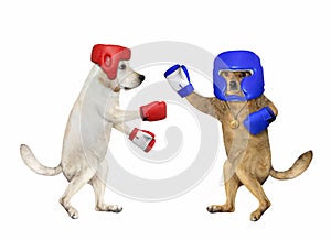 Two dogs are boxing
