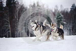 Two dogs breed Alaskan Malamute walking in winter