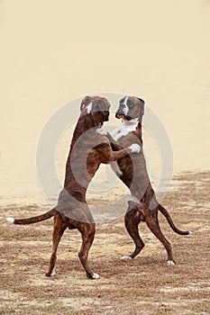 Two dogs of breed boxer