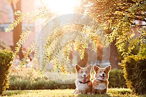 Two dogs breed Corgi in the Park