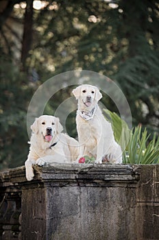 Two dogs of breed Golden Retriever, sitting on a dark background among the palm trees