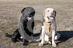 Two dogs of breed Labrador sitting on the lawn