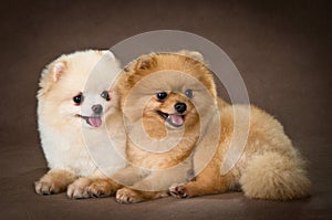 Two dogs of breed a Pomeranian spitz-dog in studio photo