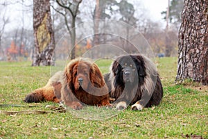 Two dogs breed Tibetan Mastiff