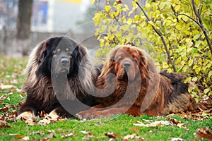 Two dogs breed Tibetan Mastiff