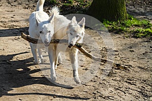 Two dogs carrying one big stick, best friends, teamwork