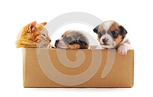 Two dogs and a cat in the box