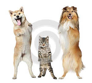 Two dogs and cat stand on hind legs photo