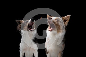 Two dogs catch a food. Funny muzzle border collie. Wide angle. Pet on black