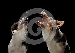 Two dogs catch a food. Funny muzzle border collie. Wide angle. Pet on black