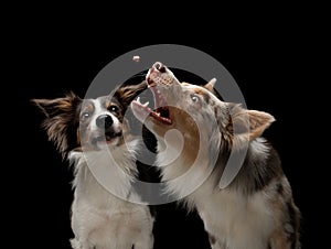 Two dogs catch a food. Funny muzzle border collie. Wide angle. Pet on black
