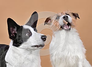 Two dogs catches a piece of food