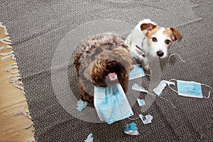 Two dogs caught red-handed after destroy and bite some protective face masks