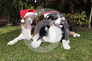 Two Dogs Celebrate Christmas Happy Couple garden Sunny Day