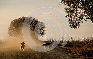 Two dogs chase a car on a dusty road