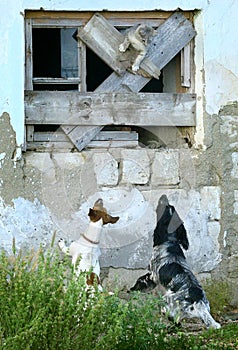 Two dogs chase a cat photo