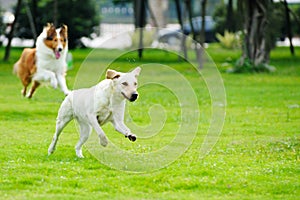 Two dogs chasing