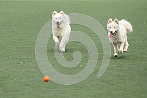 Two dogs chasing ball