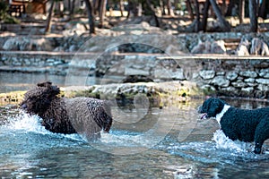 Two dogs chasing each other in shallow water