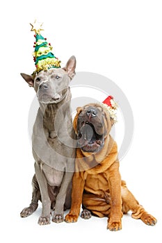 Two dogs in christmas hats