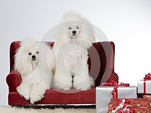 Two dogs with Christmas presents.