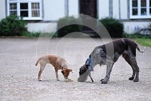 Two dogs with collars found the food