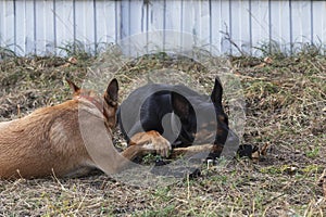 Two dogs  color play one stick