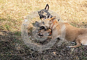 Two dogs  color play one stick