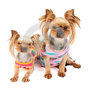 Two dogs in colorful pet suits