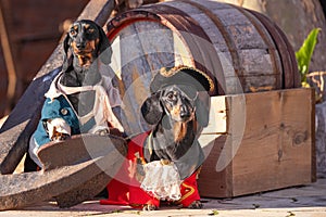 Two dogs colorful pirate costumes stand anchor look into distance wooden barrel