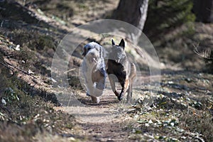 Two dogs competing who is faster