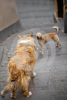 Two dogs confronting outdoor