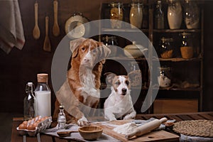 Two dogs are cooking in the kitchen. Pet at home