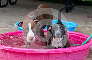 Two dogs cool off at the dog park