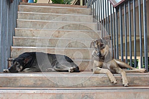 Two dogs crouch on the floor.