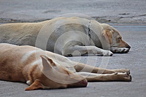 Two dogs crouch on the floor.