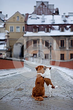 Two dogs cuddle on the bridge. They look at the old city of Lublin. Winter mood