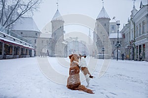 Two dogs cuddle on the bridge. They look at the old city of Tallinn.