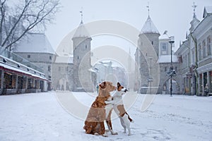 Two dogs cuddle on the bridge. They look at the old city of Tallinn.