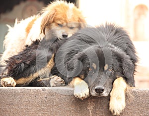 Two dogs in Cuzco