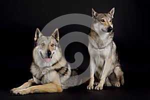 Two dogs (czechoslovakian alsatian) lying and sitting next to each other in studio on black background