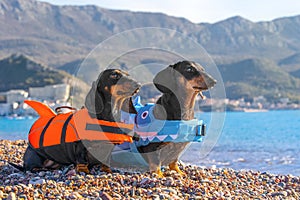 Two dogs dachshund in life jackets on the beach. Active family water recreation