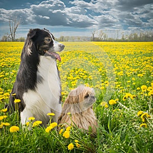Two Dogs and Dandelions