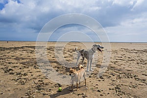 Two dogs on deserted beach