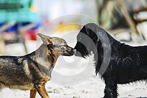 Two dogs of different breeds sniffing as part of the reconnaissance