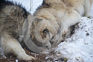 Two dogs digging a hole