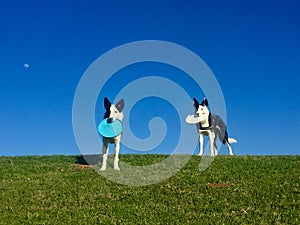 Two Dogs with Discs are Ready to Play