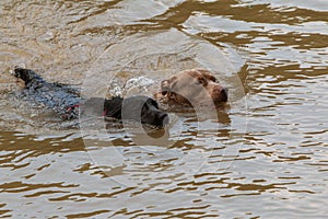 Two Dogs Dog Paddle In River Chasing After Thrown Ball