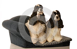 Two dogs on a doggy bed